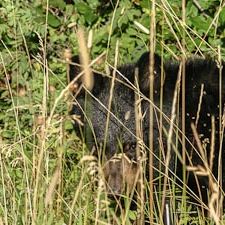 The Bear Whisperer